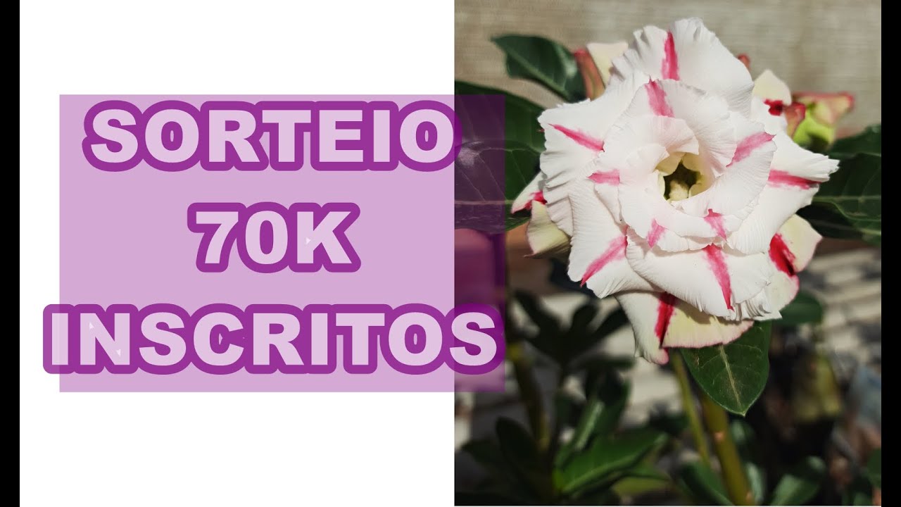 Sorteio 3 mudas rosa do deserto dobrada comemoraçao 70mil inscritos ...