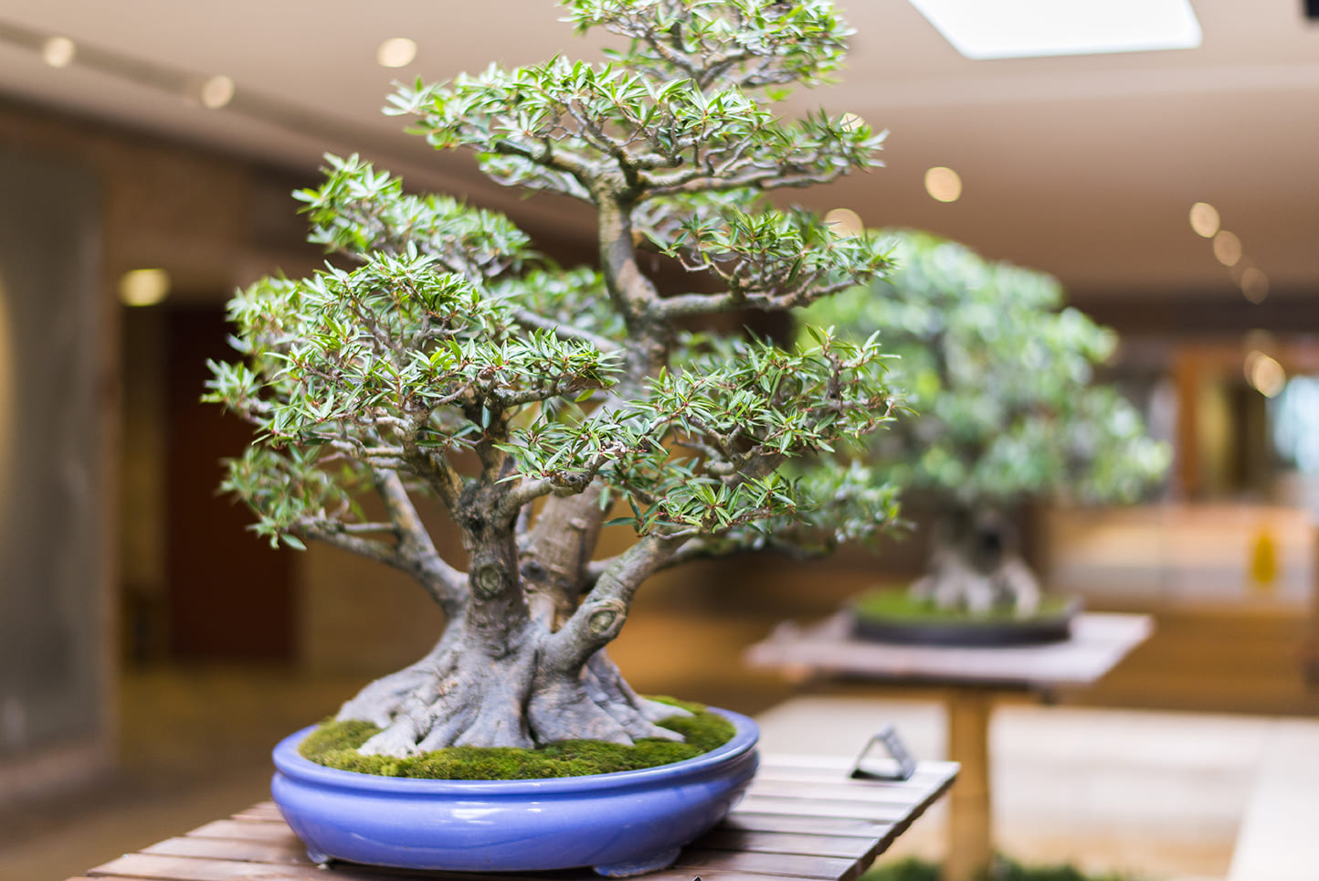 comprar bonsai (1)