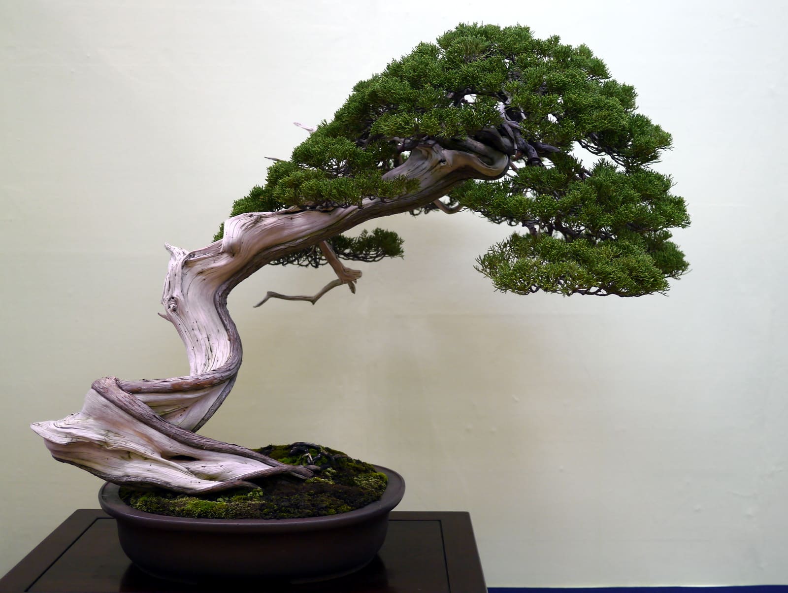 verdadeiro bonsai (1)
