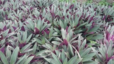 Abacaxi roxo (Tradescantia spathacea)