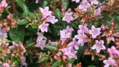 Abélia (Abelia x grandiflora)