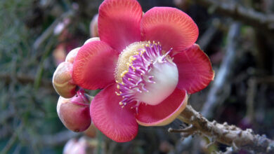 Abricó de macaco (Couroupita guianensis)