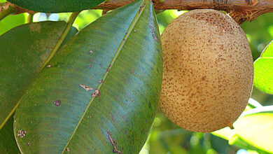 Abricó do pará (Mammea americana)