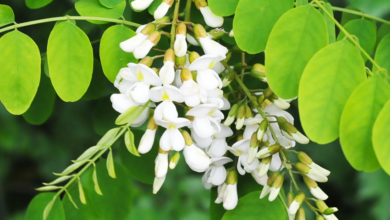 Acácia branca (Moringa oleifera)