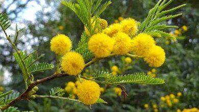 Acácia-pompom – Vachellia seyal (1)