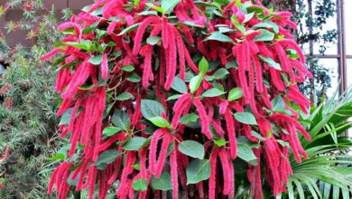 Acalifa macarrão (Acalypha hispida) (1)