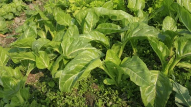 Acelga (Beta vulgaris cicla)