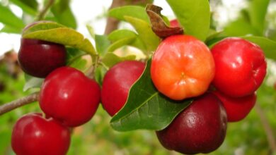 Acerola (Malpighia emarginata) (2)