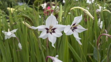 Acidantera (Gladiolus murielae)