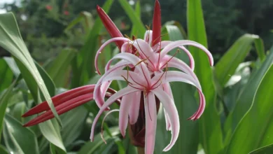 Açucena-da-água (Crinum erubescens)