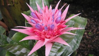 Aequimea (Aechmea fasciata) (1)