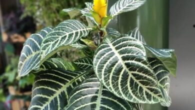 Afelandra (Aphelandra squarrosa) (1)