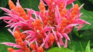 Afelandra coral (Aphelandra sinclairiana) (1)