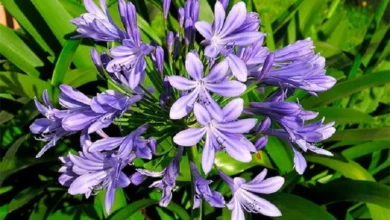 Agapanto (Agapanthus africanus)