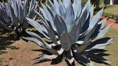 Agave (Agave americana) (1)