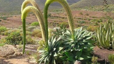 Agave-dragão – Agave attenuata (1)