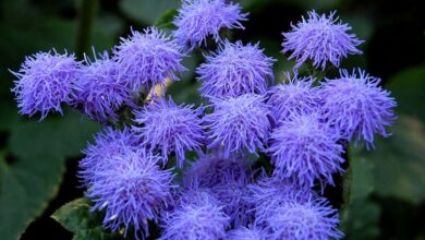 Agerato (Ageratum houstonianum) (1)