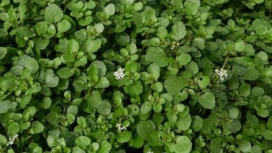 Agrião (Nasturtium officinale) (1)