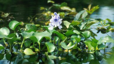 Aguapé (Eichhornia crassipes) (1)