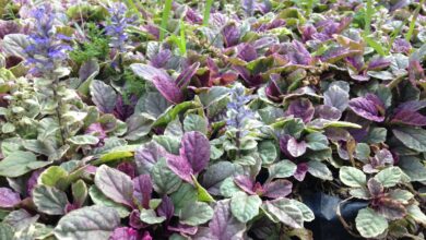 Ajuga (Ajuga reptans) (1)