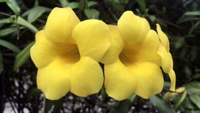 Alamanda (Allamanda cathartica) (1)