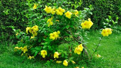 Alamanda-de-cerca (Allamanda polyantha) (1)