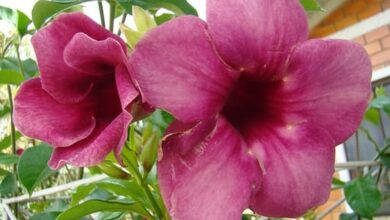 Alamanda-roxa (Allamanda blanchetti) (1)