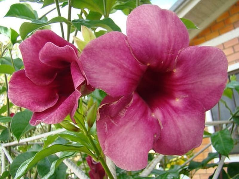 Alamanda-roxa (Allamanda blanchetti)