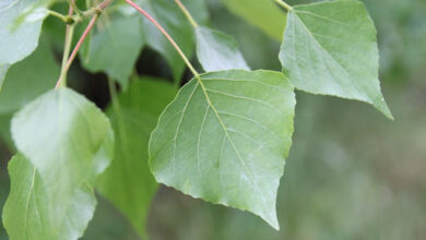 Álamo (Populus nigra)