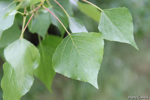 Álamo (Populus nigra)