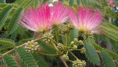 Albizia (Albizia julibrissin)