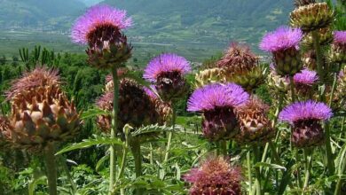 Alcachofra (Cynara scolymus)