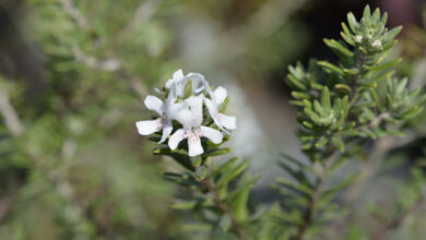 Alecrim-costeiro (Westringia fruticosa)