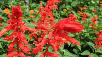 Alegria-dos-jardins (Salvia splendens)