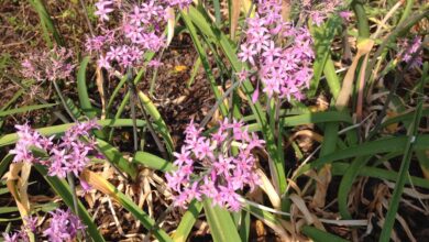 Alho-doce (Tulbaghia simmleri)