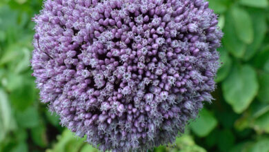 Alho-porró (Allium porrum)