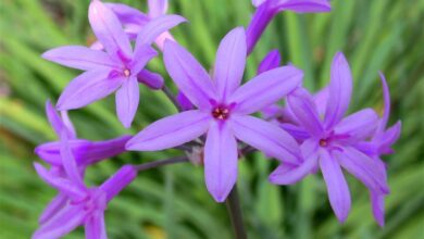 Alho-social (Tulbaghia violacea)