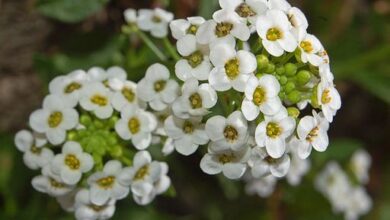 Álisso (Lobularia maritima)