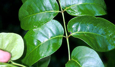 Almécega (Bursera simaruba)