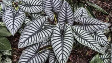 Alocásia-casco-de-tartaruga (Alocasia nebula)