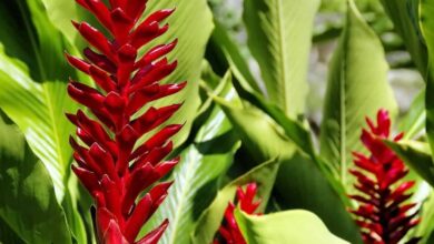 Alpínia (Alpinia purpurata)