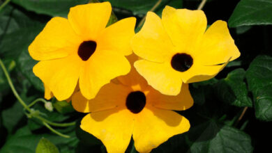 Amarelinha (Thunbergia alata)