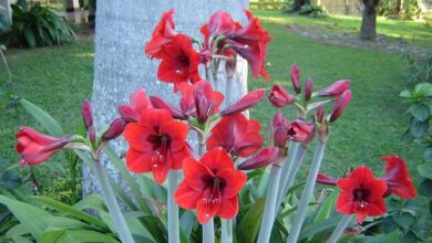 Amarílis (Hippeastrum hybridum)