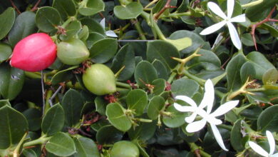 Ameixa-de-natal (Carissa macrocarpa)