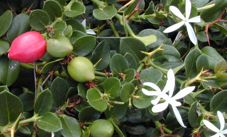 Ameixa-de-natal (Carissa macrocarpa)