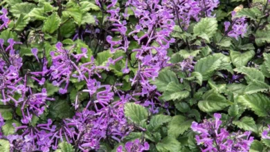 Ametista (Plectranthus saccatus)