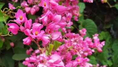 Amor-agarradinho (Antigonon leptopus)