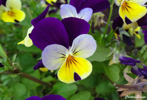 Amor-perfeito (Viola x wittrockiana)