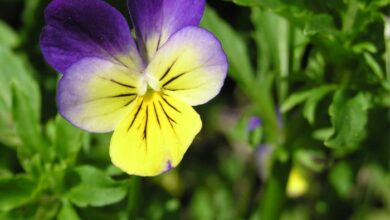 Amor-perfeito-dos-jardins (Viola tricolor)