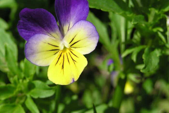 Amor-perfeito-dos-jardins (Viola tricolor)